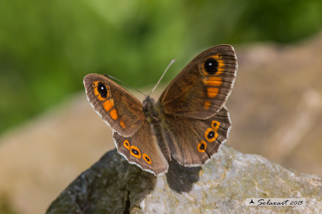 Lasiommata petropolitana  -  Northern Wall Brown