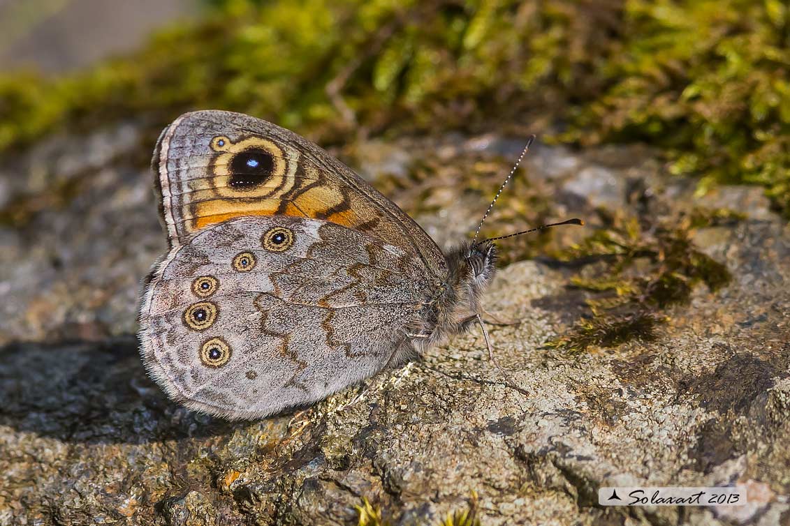 Lasiommata petropolitana  -  Northern Wall Brown