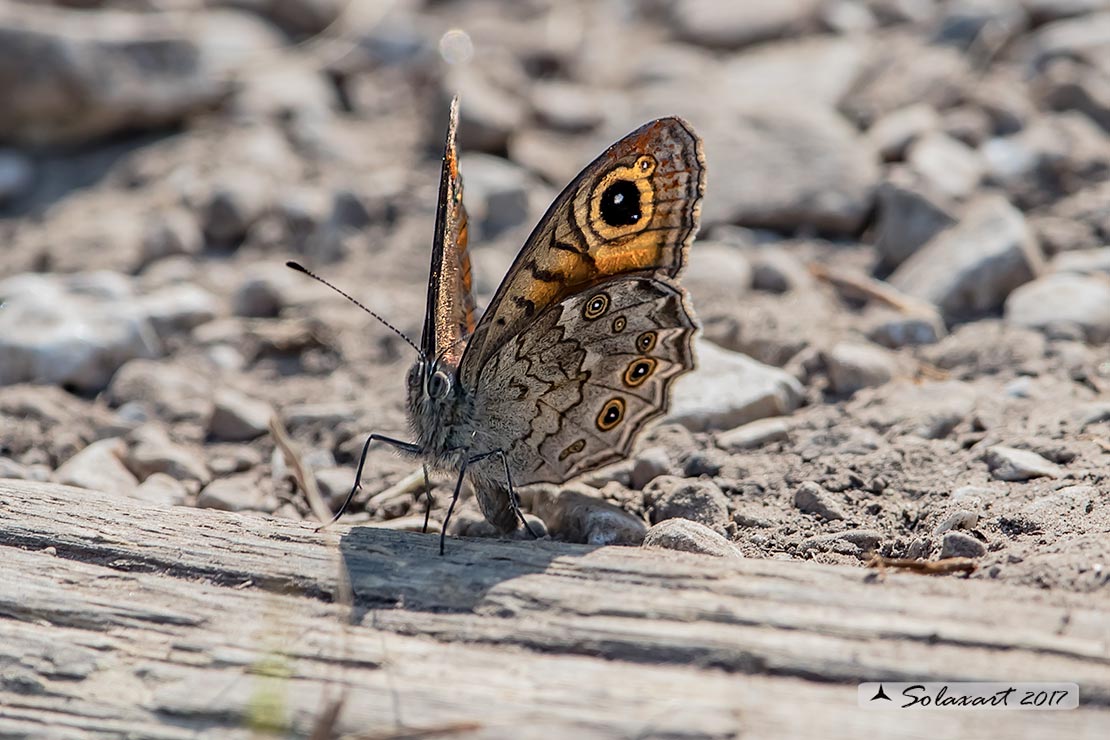 Lasiommata petropolitana  -  Northern Wall Brown