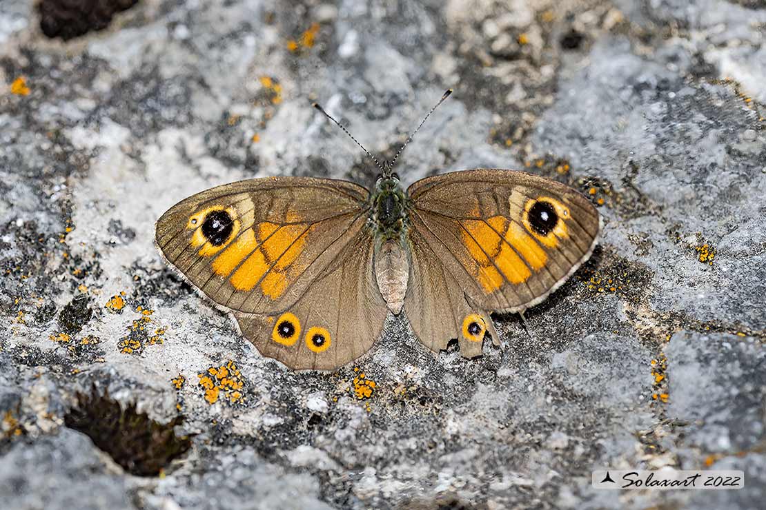 Lasiommata petropolitana  -  Northern Wall Brown