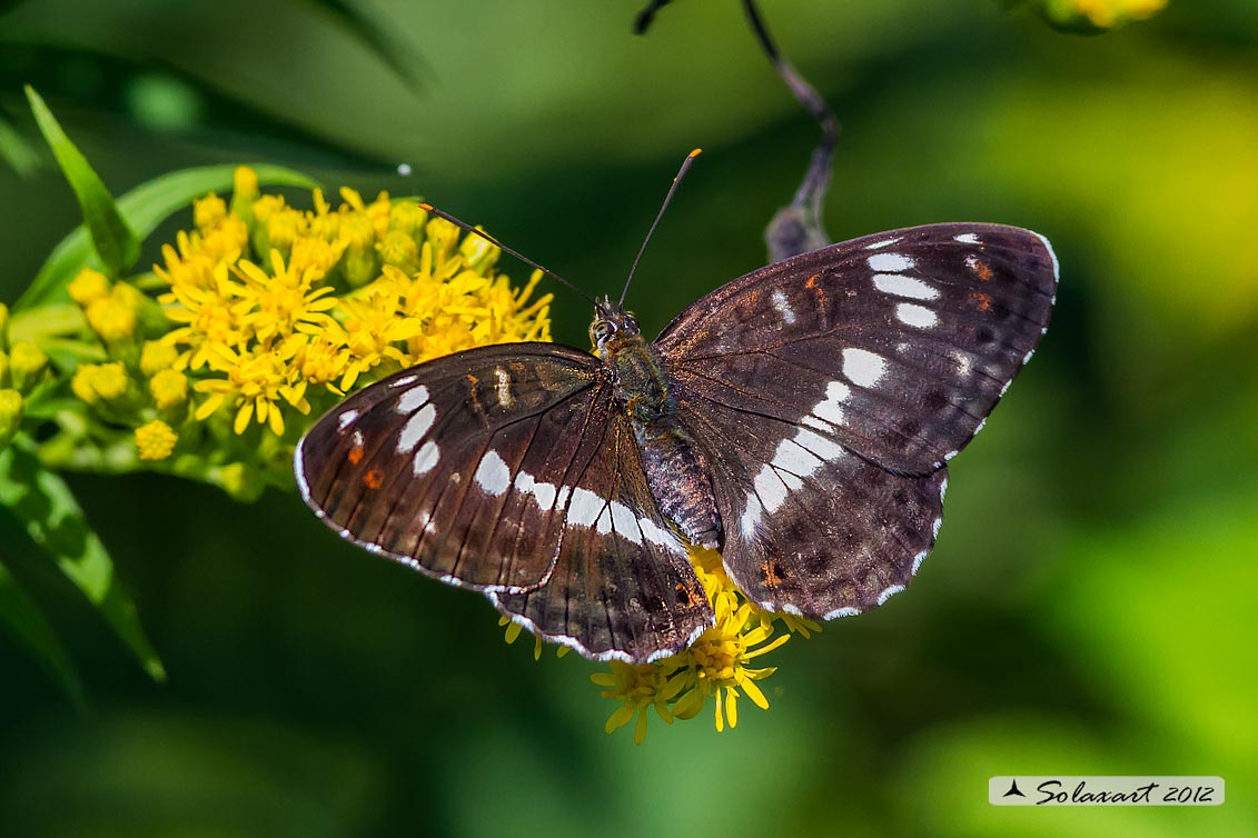 Limenitis camilla: Camilla ; White Admiral