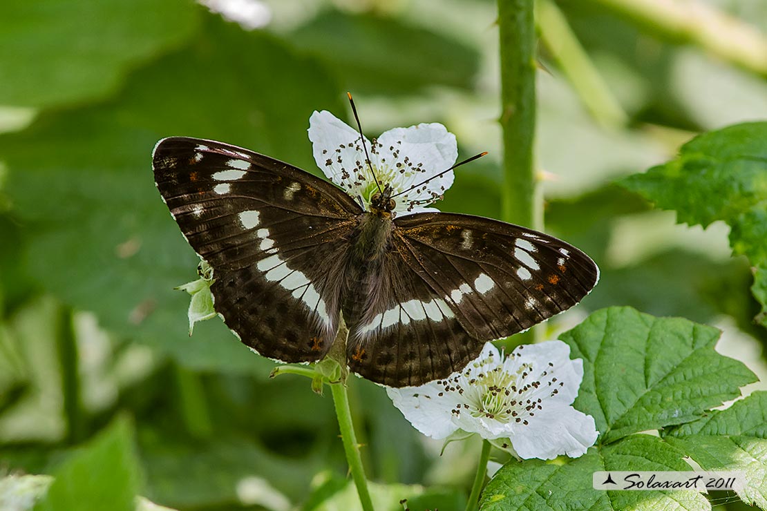 Limenitis camilla: Camilla ; White Admiral