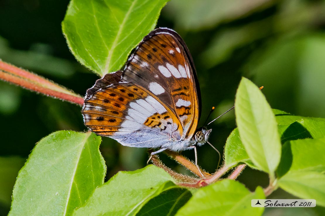 Limenitis camilla: Camilla ; White Admiral