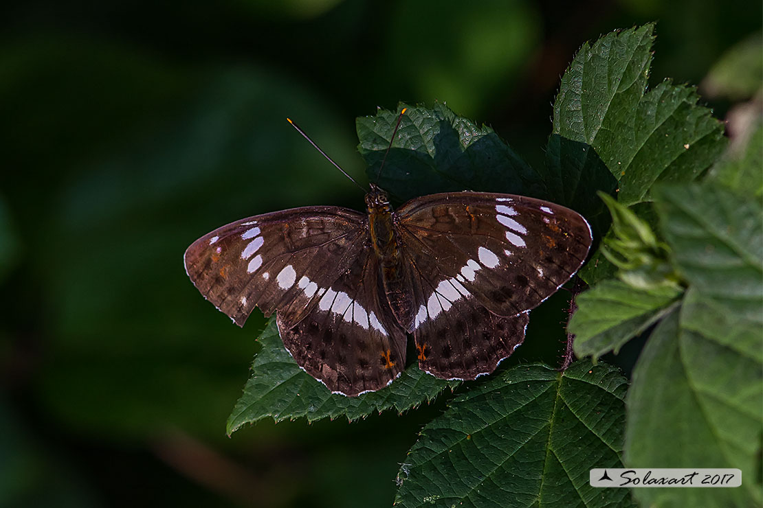 Limenitis camilla: Camilla ; White Admiral
