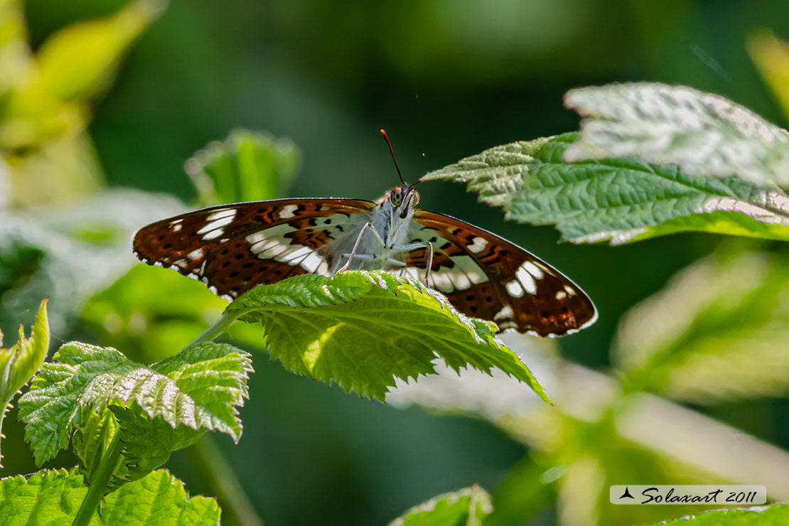 Limenitis camilla: Camilla ; White Admiral