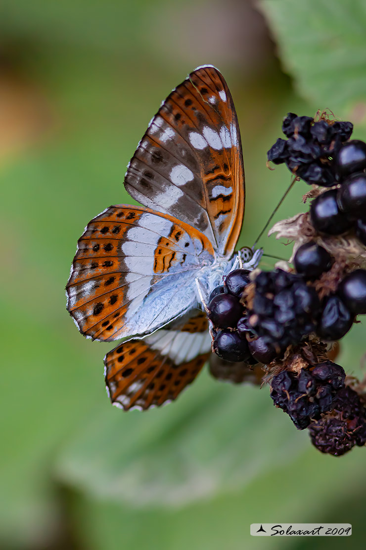 Limenitis camilla: Camilla ; White Admiral