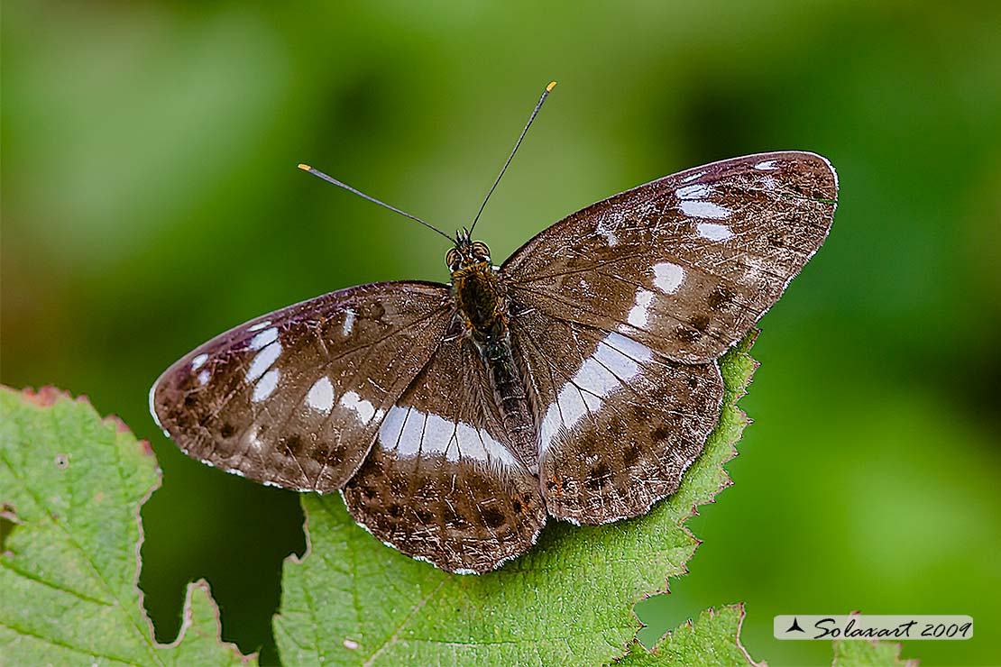 Limenitis camilla: Camilla ; White Admiral