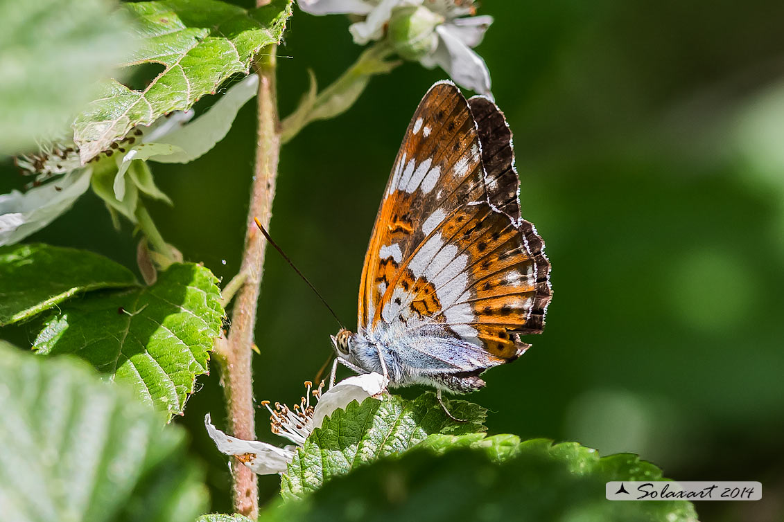 Limenitis camilla: Camilla ; White Admiral