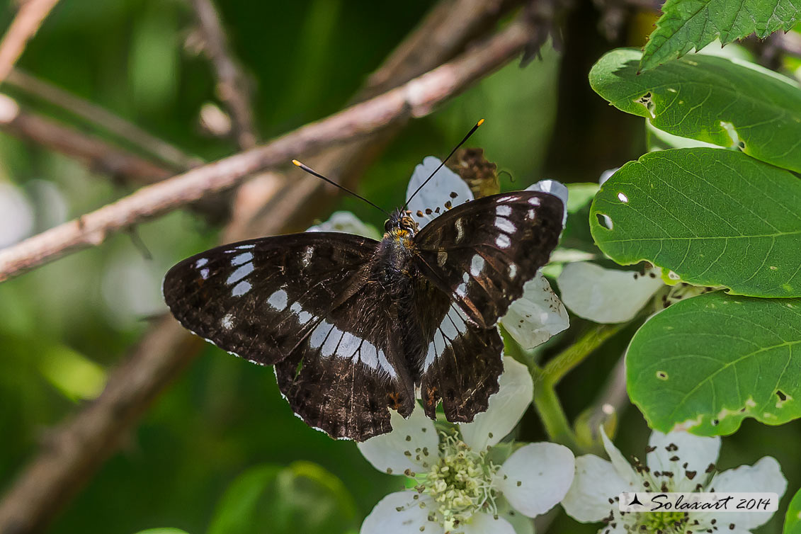 Limenitis camilla: Camilla ; White Admiral