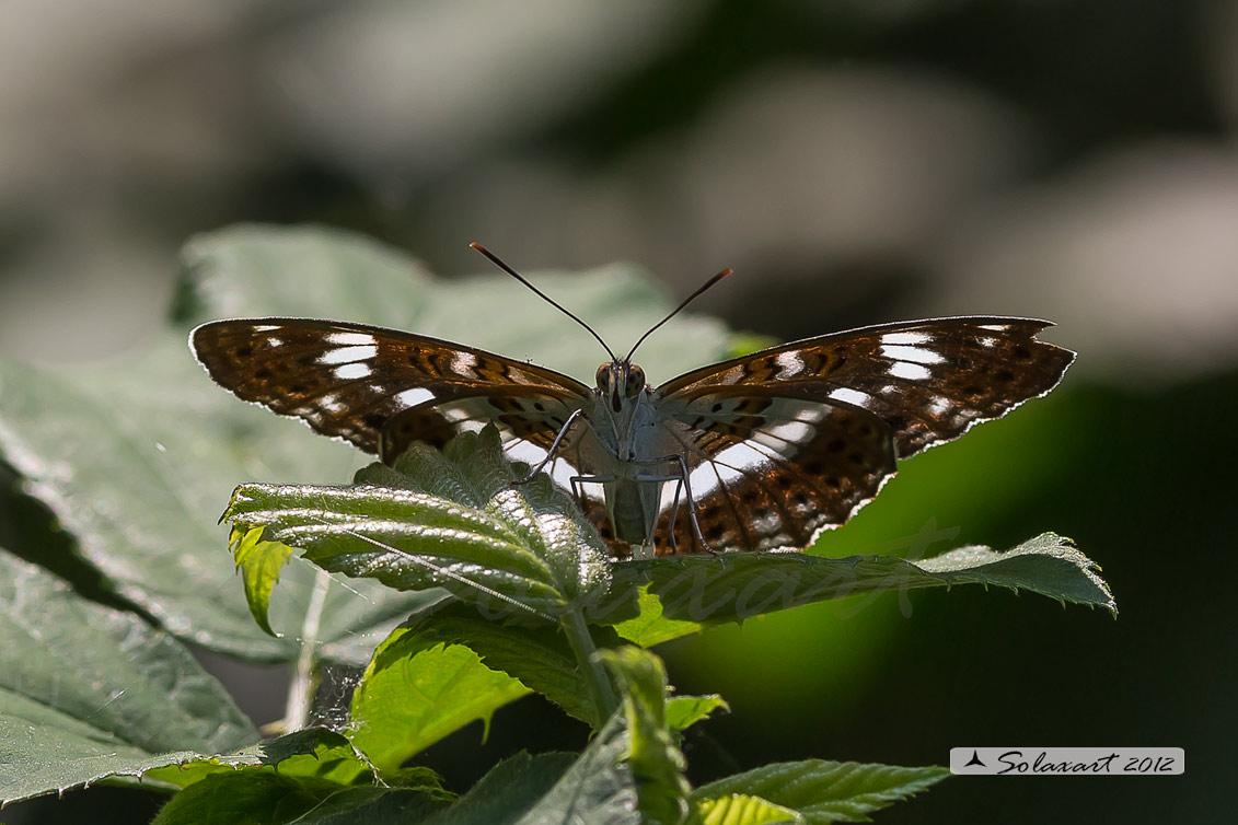 Limenitis camilla: Camilla ; White Admiral