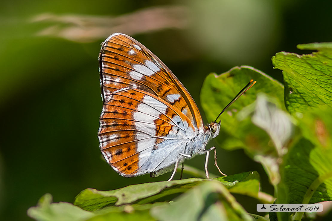 Limenitis camilla: Camilla ; White Admiral