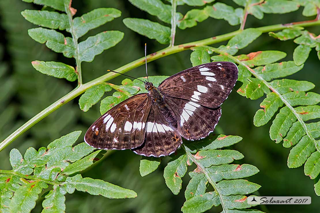 Limenitis camilla: Camilla ; White Admiral