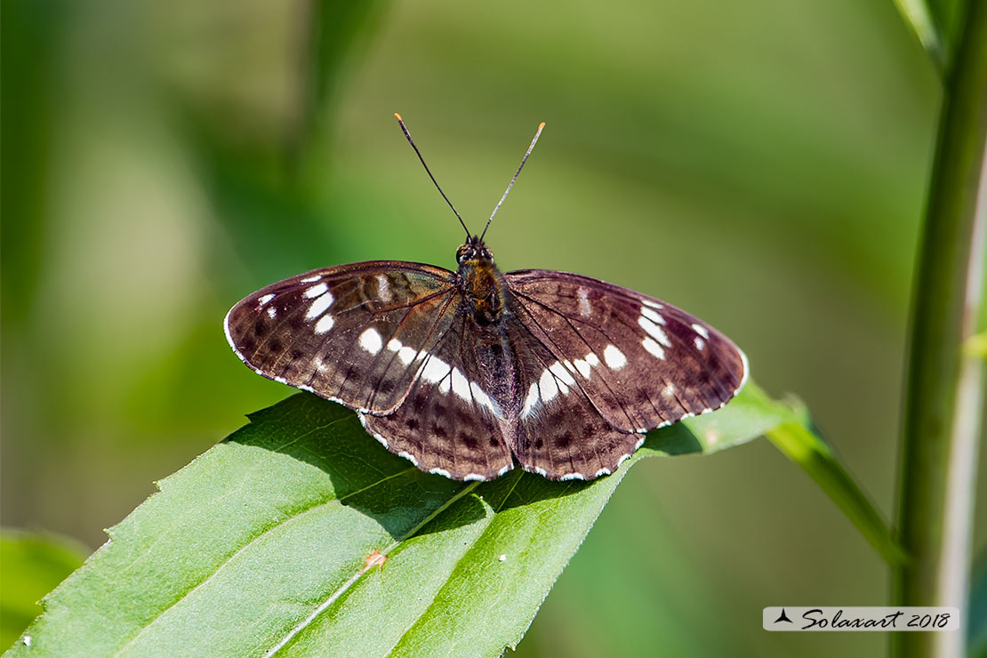 Limenitis camilla: Camilla ; White Admiral