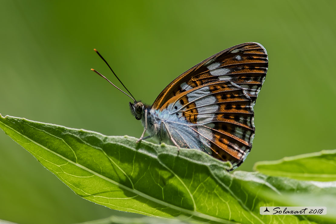 Limenitis camilla: Camilla ; White Admiral