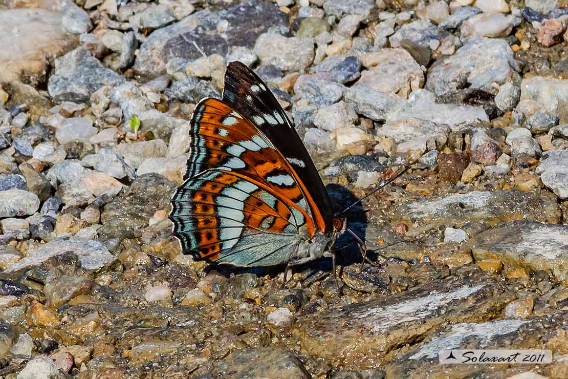Limenitis populi - Limenite del pioppo - Poplar Admiral
