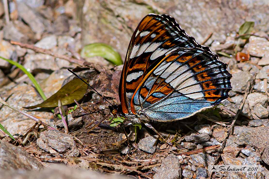 Limenitis populi - Limenite del pioppo - Poplar Admiral