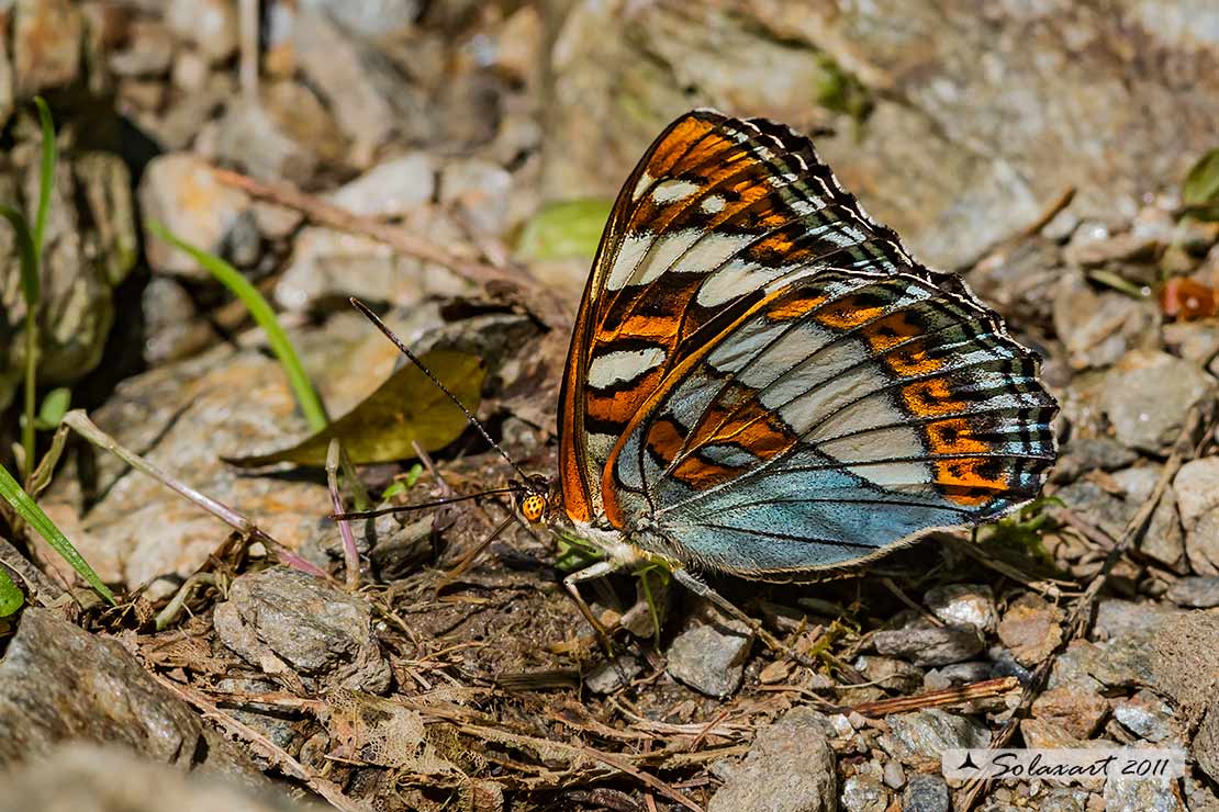 Limenitis populi - Limenite del pioppo - Poplar Admiral