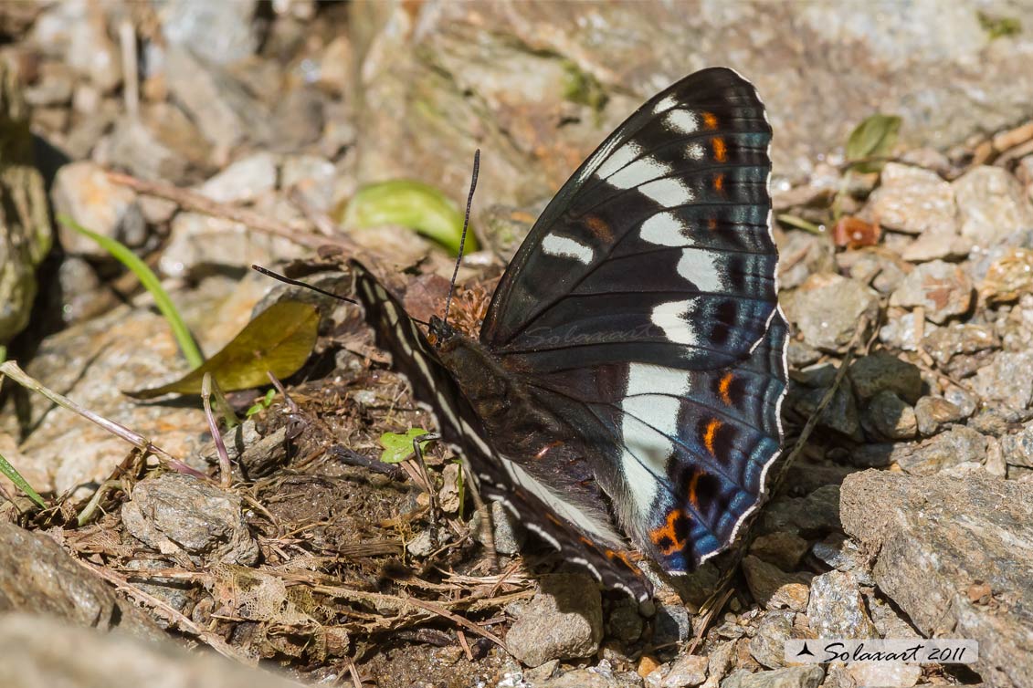 Limenitis populi - Limenite del pioppo - Poplar Admiral