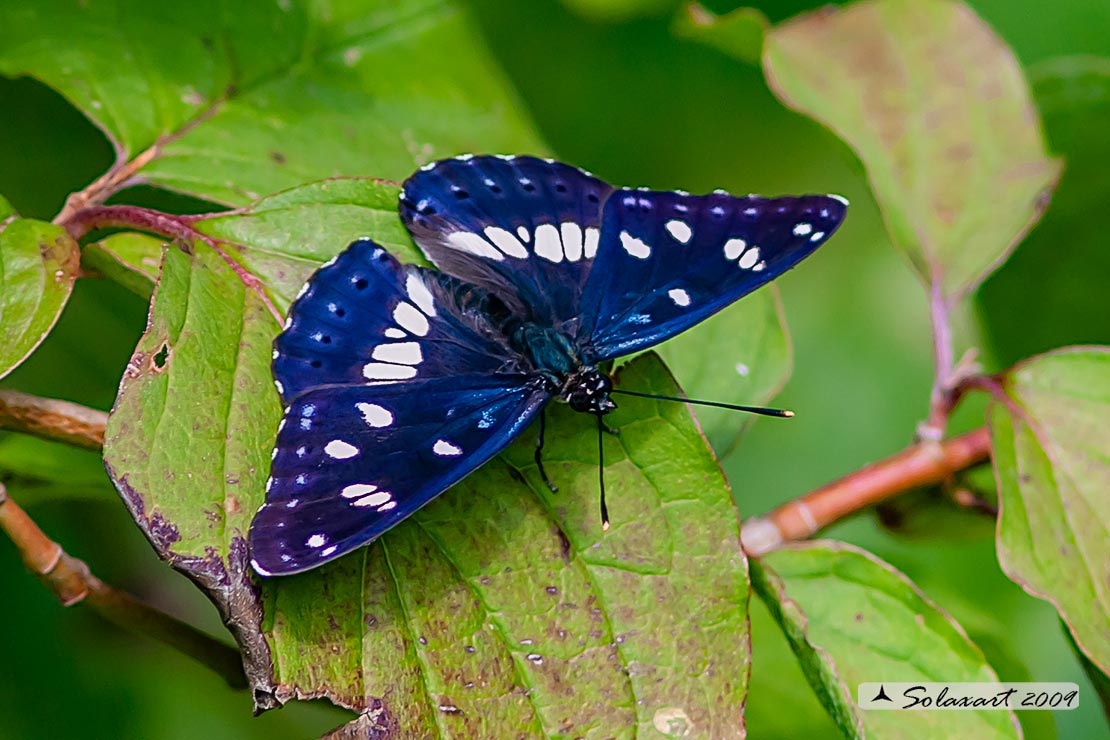 Limenitis reducta - Silvano Azzurro - Southern White Admiral