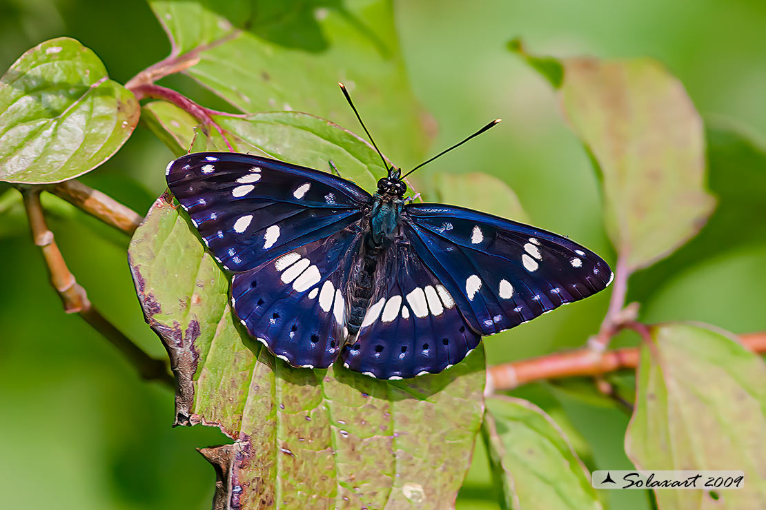 Limenitis reducta - Silvano Azzurro - Southern White Admiral