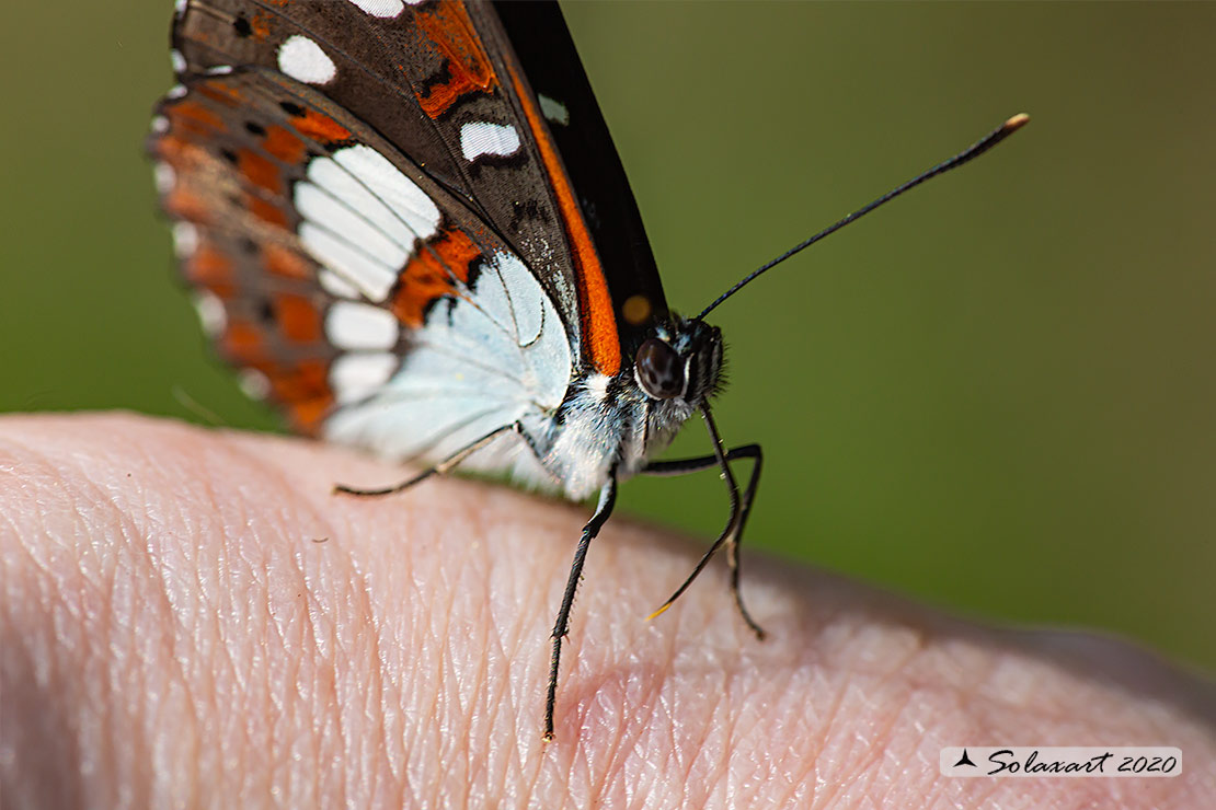 Limenitis reducta - Silvano Azzurro - Southern White Admiral