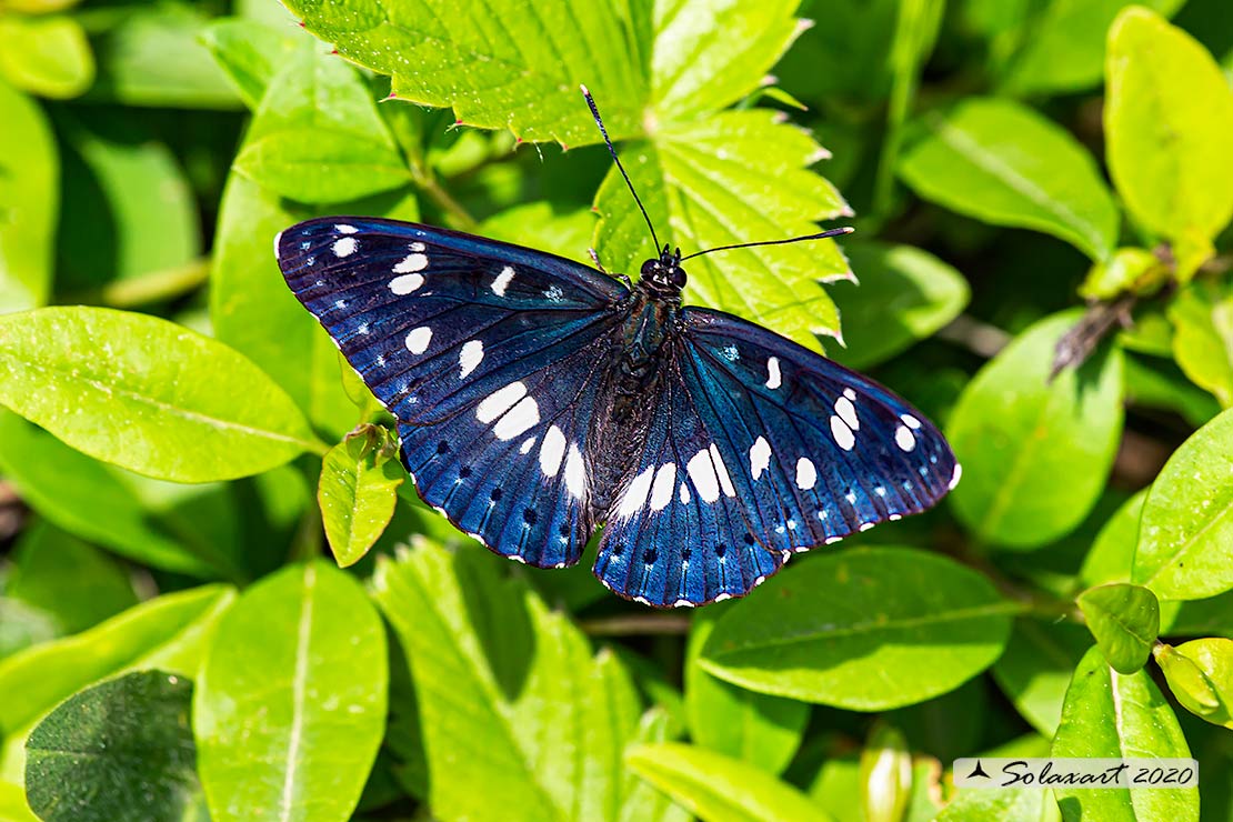 Limenitis reducta - Silvano Azzurro - Southern White Admiral