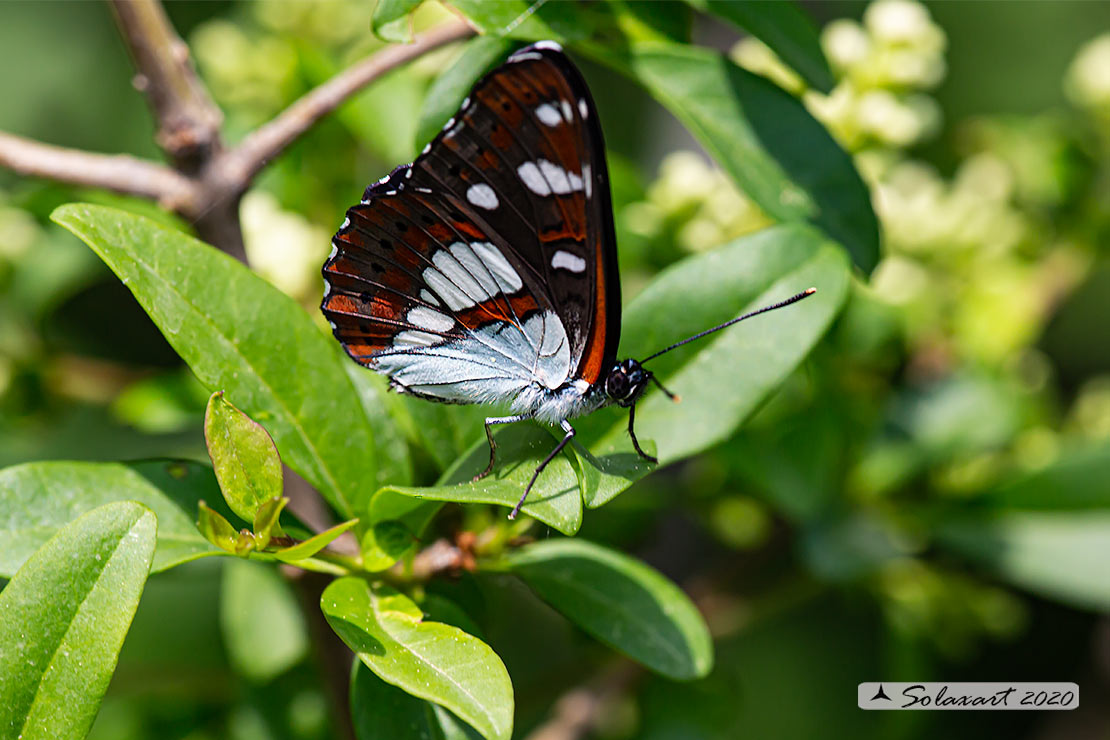 Limenitis reducta - Silvano Azzurro - Southern White Admiral