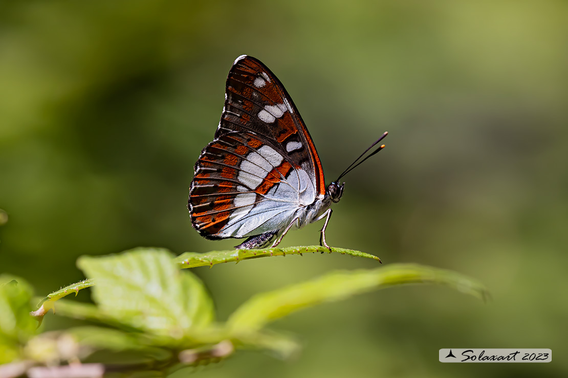 Limenitis reducta - Silvano Azzurro - Southern White Admiral