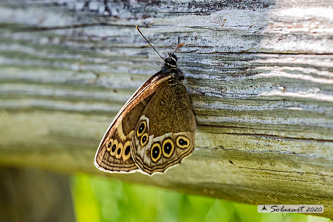 Lopinga achine; Baccante; Woodland brown