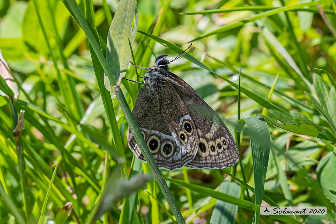Lopinga achine; Baccante; Woodland brown