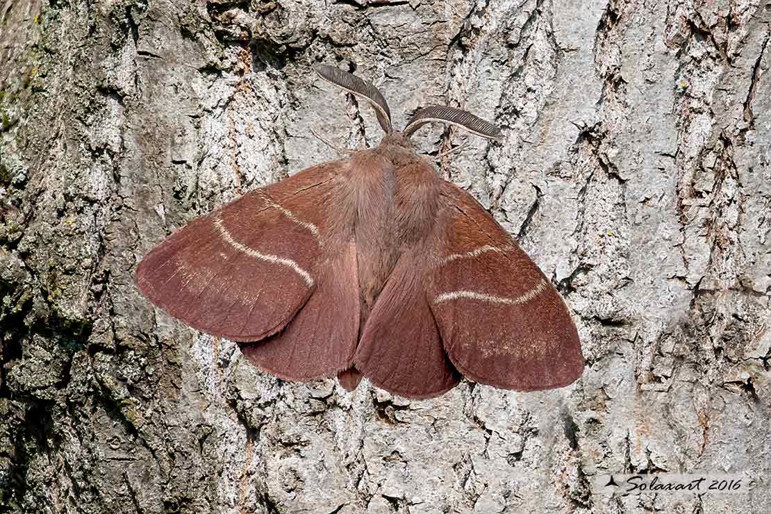 Macrothylacia rubi - Falena volpe - Fox moth