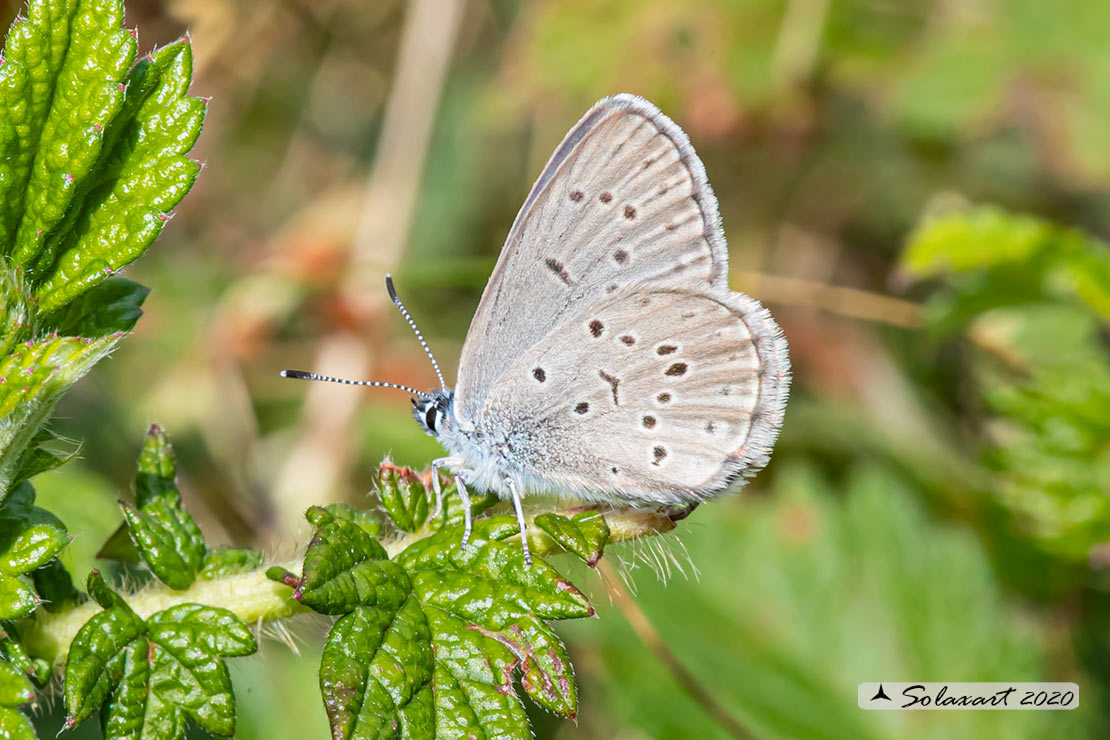 Maculinea rebeli - Mountain Alcon blue (female)