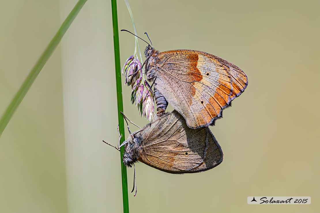 Maniola jurtina : Maniola comune (copula); Meadow brown (mating)