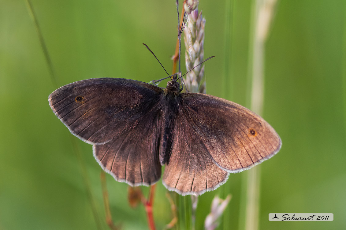 Maniola jurtina: Iurtina o Maniola comune;  Meadow brown