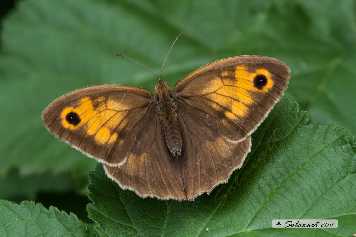 Maniola jurtina hispulla: Iurtina o Maniola comune;  Meadow brown