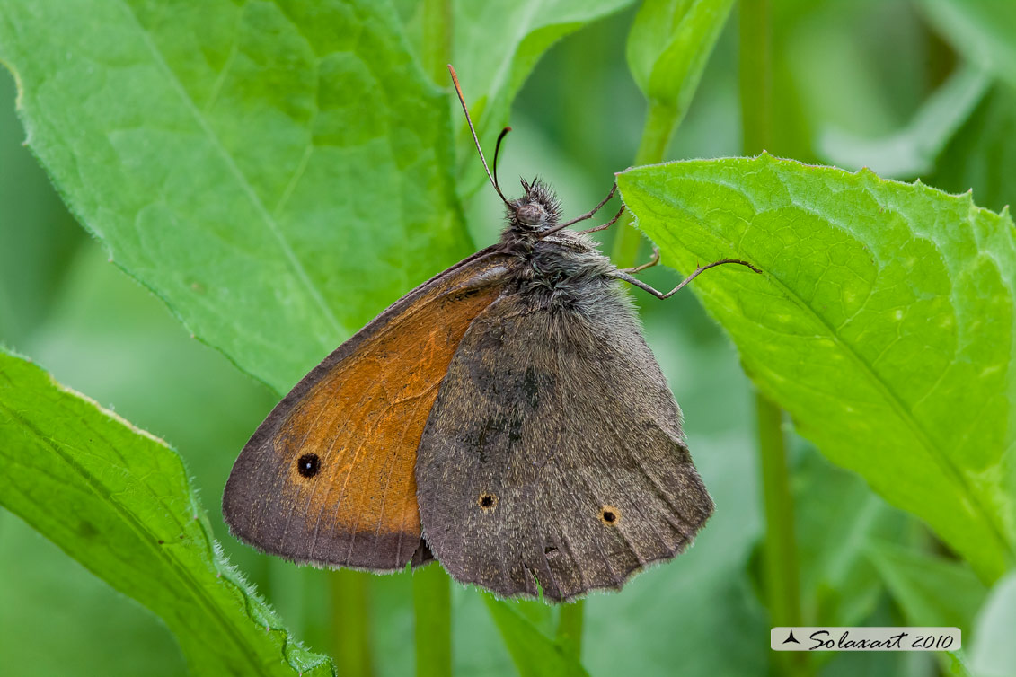 Maniola jurtina: Iurtina o Maniola comune;  Meadow brown