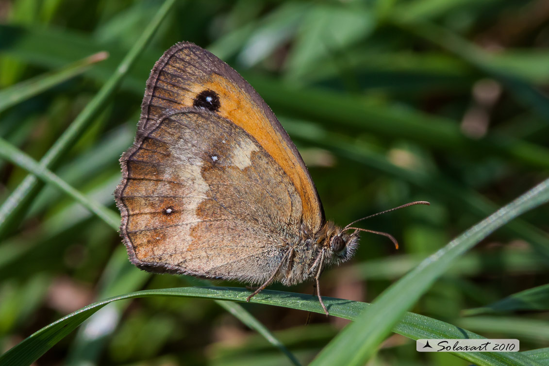 Maniola jurtina hispulla: Iurtina o Maniola comune;  Meadow brown