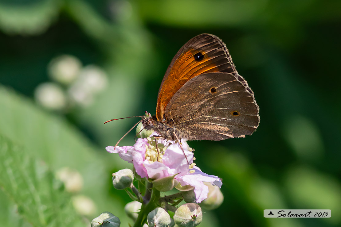 Maniola jurtina: Iurtina o Maniola comune; Meadow brown