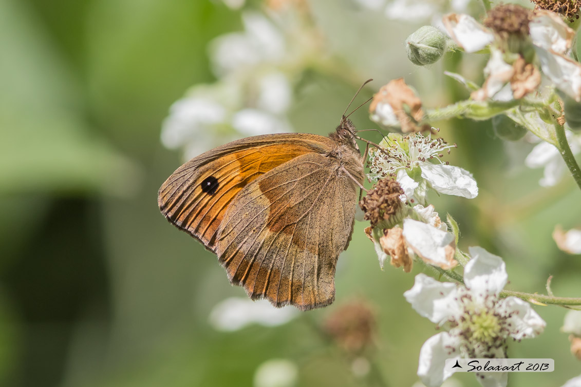 Maniola jurtina hispulla: Iurtina o Maniola comune;  Meadow brown