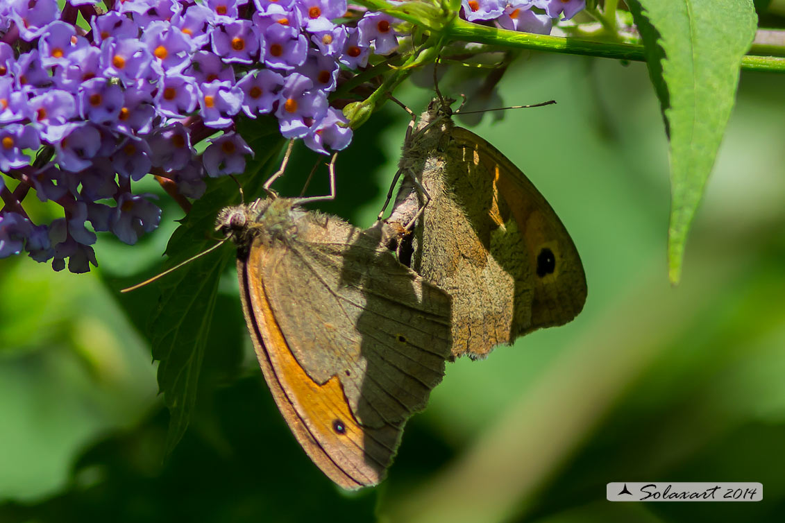 Maniola jurtina hispulla: Iurtina o Maniola comune (copula);  Meadow brown (mating)