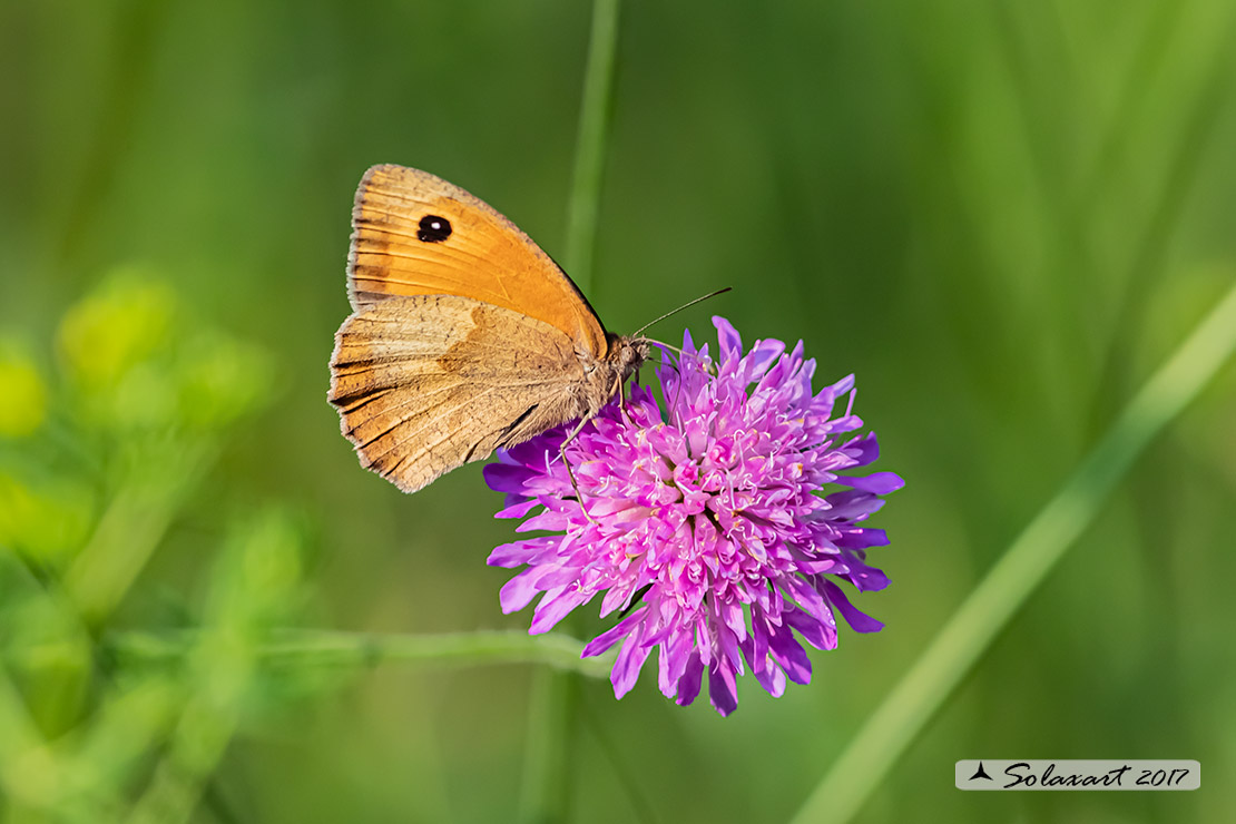 Maniola jurtina: Iurtina o Maniola comune;  Meadow brown