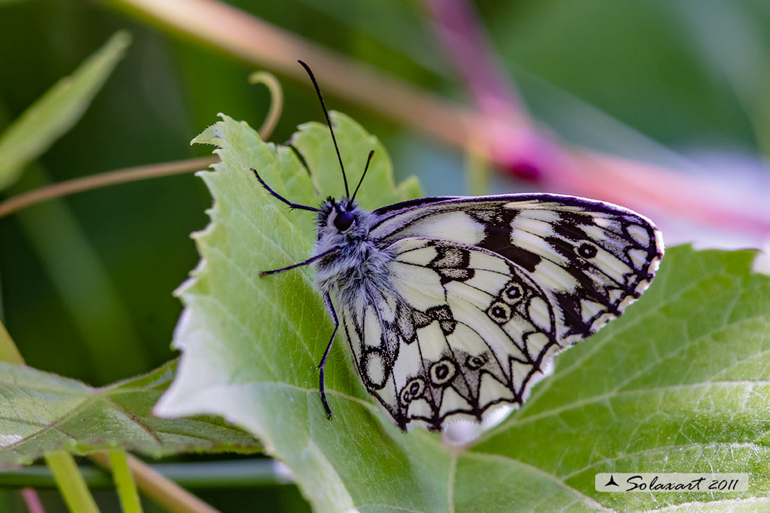 Melanargia arge