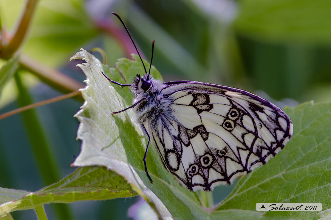 Melanargia arge