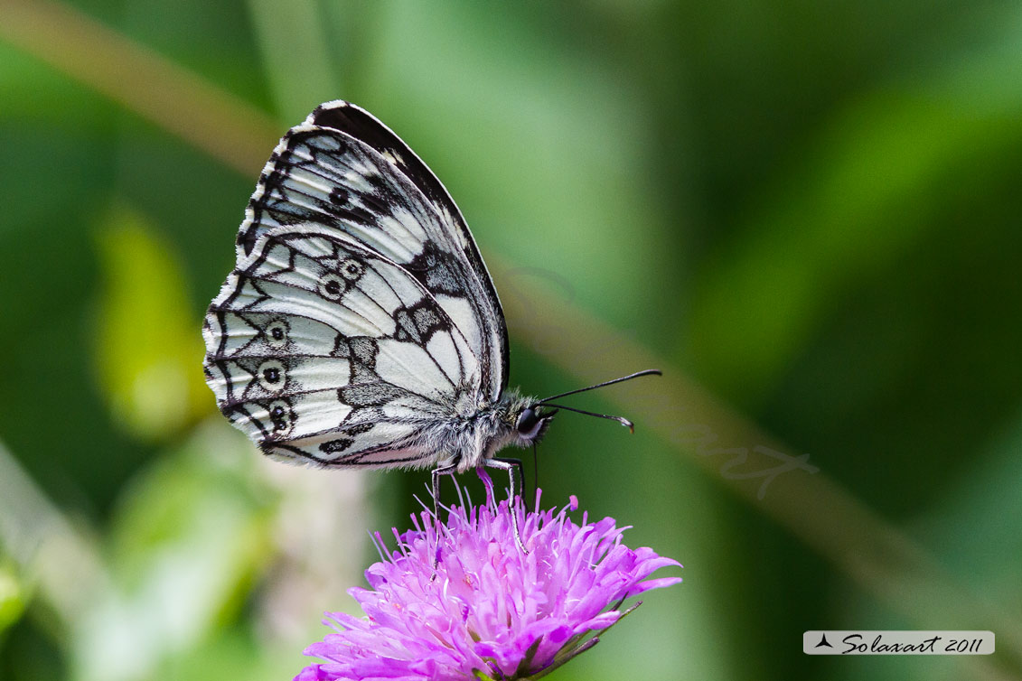 Famiglia:  Nymphalidae, Specie: Melanargia arge