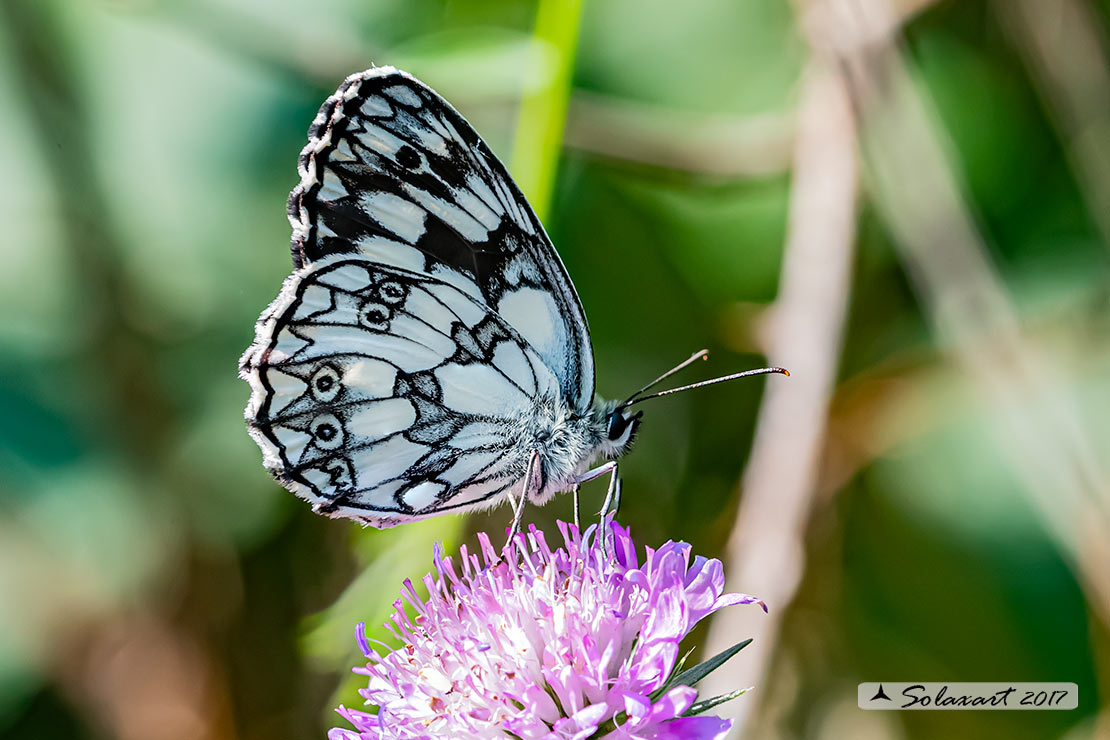 Famiglia:  Nymphalidae, Specie: Melanargia arge