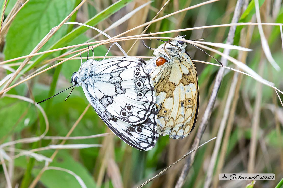 Melanargia galathea