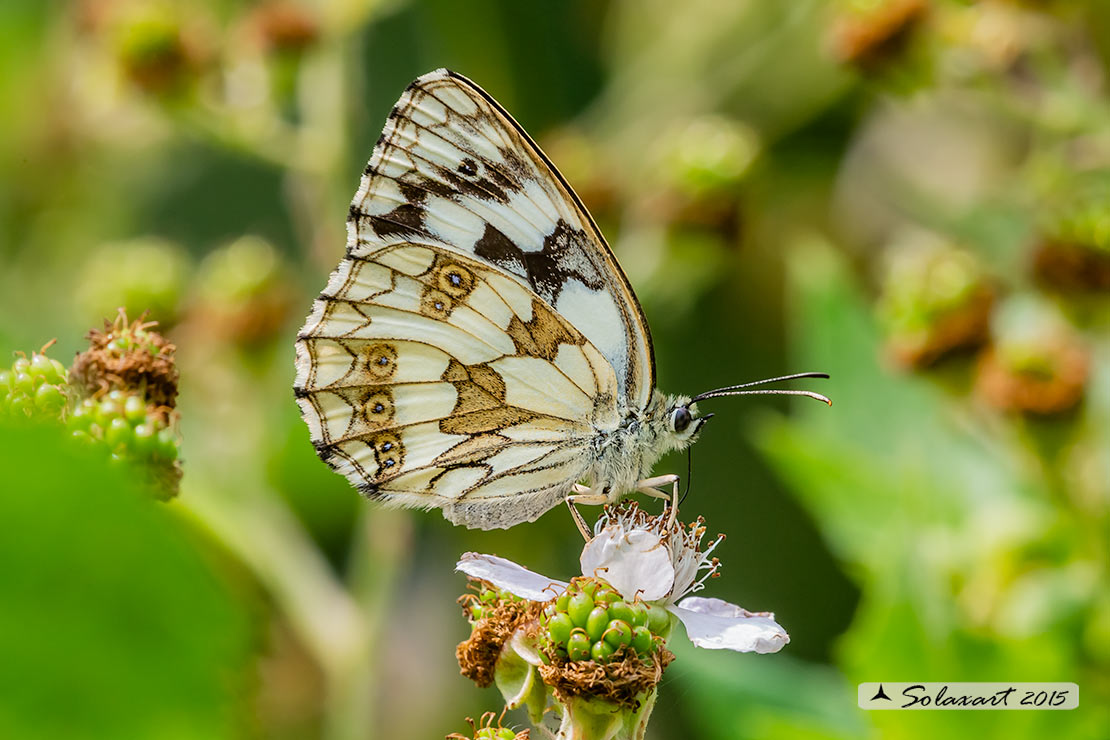 Melanargia galathea