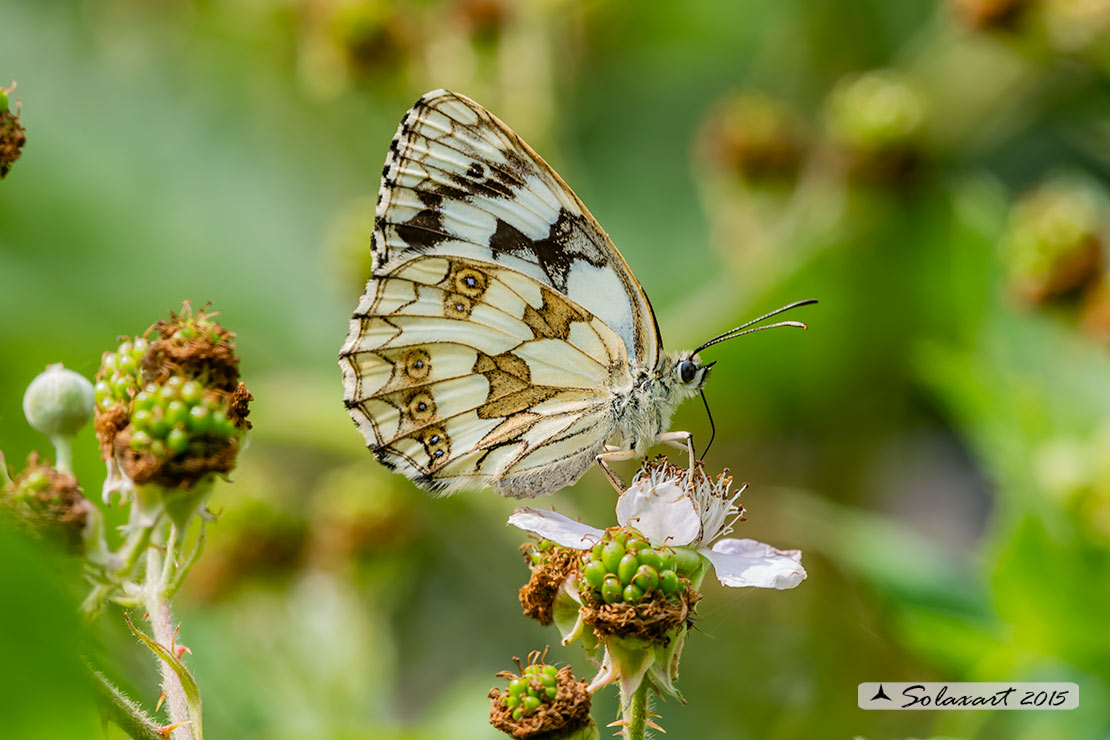 Melanargia galathea