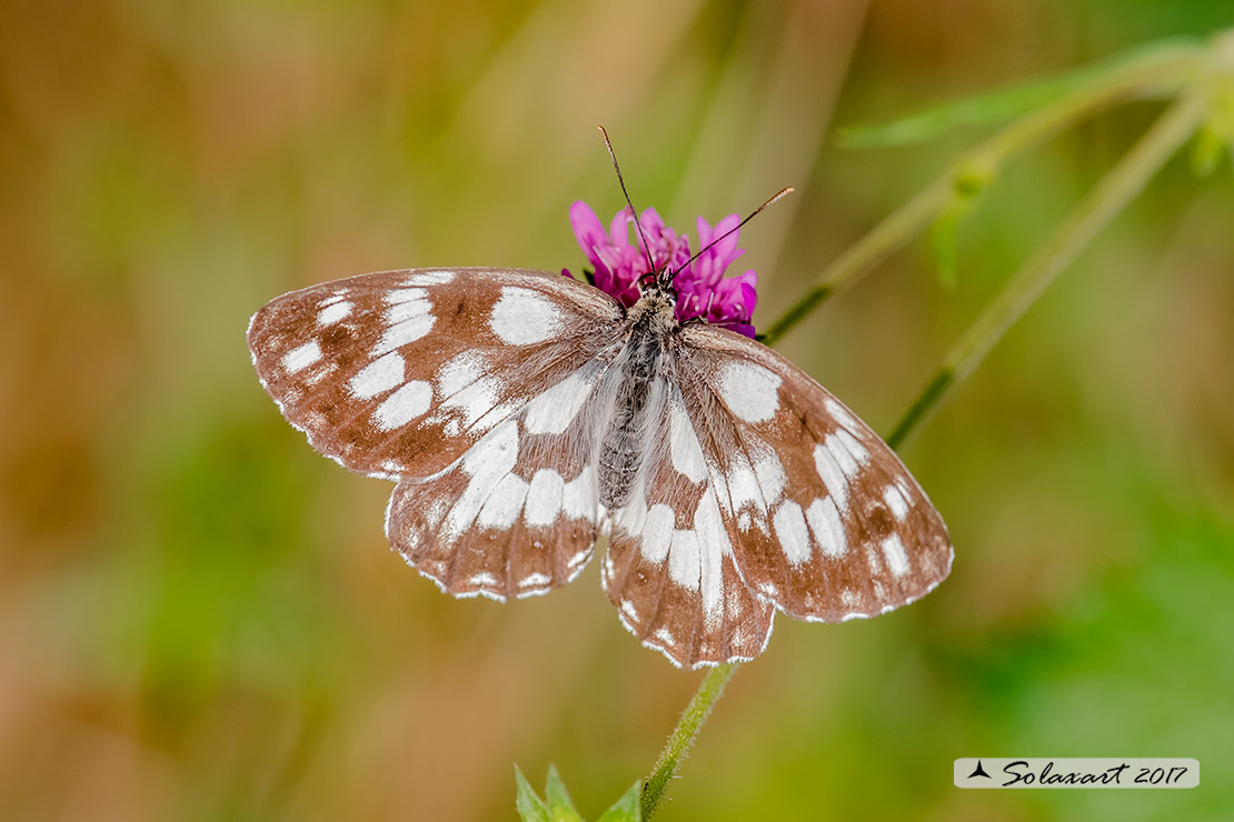 Melanargia galathea