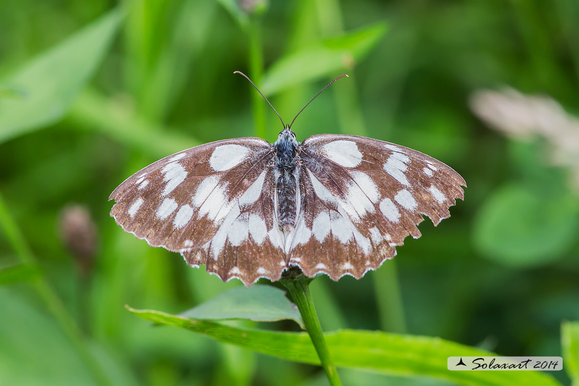 Melanargia galathea